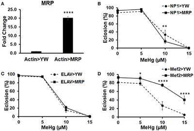 Notch Target Gene E(spl)mδ Is a Mediator of Methylmercury-Induced Myotoxicity in Drosophila